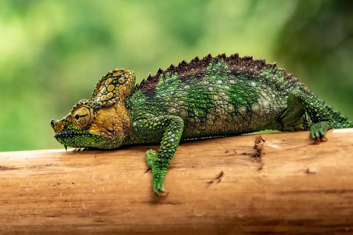 Hoeveel kleuren kan een kameleon worden?