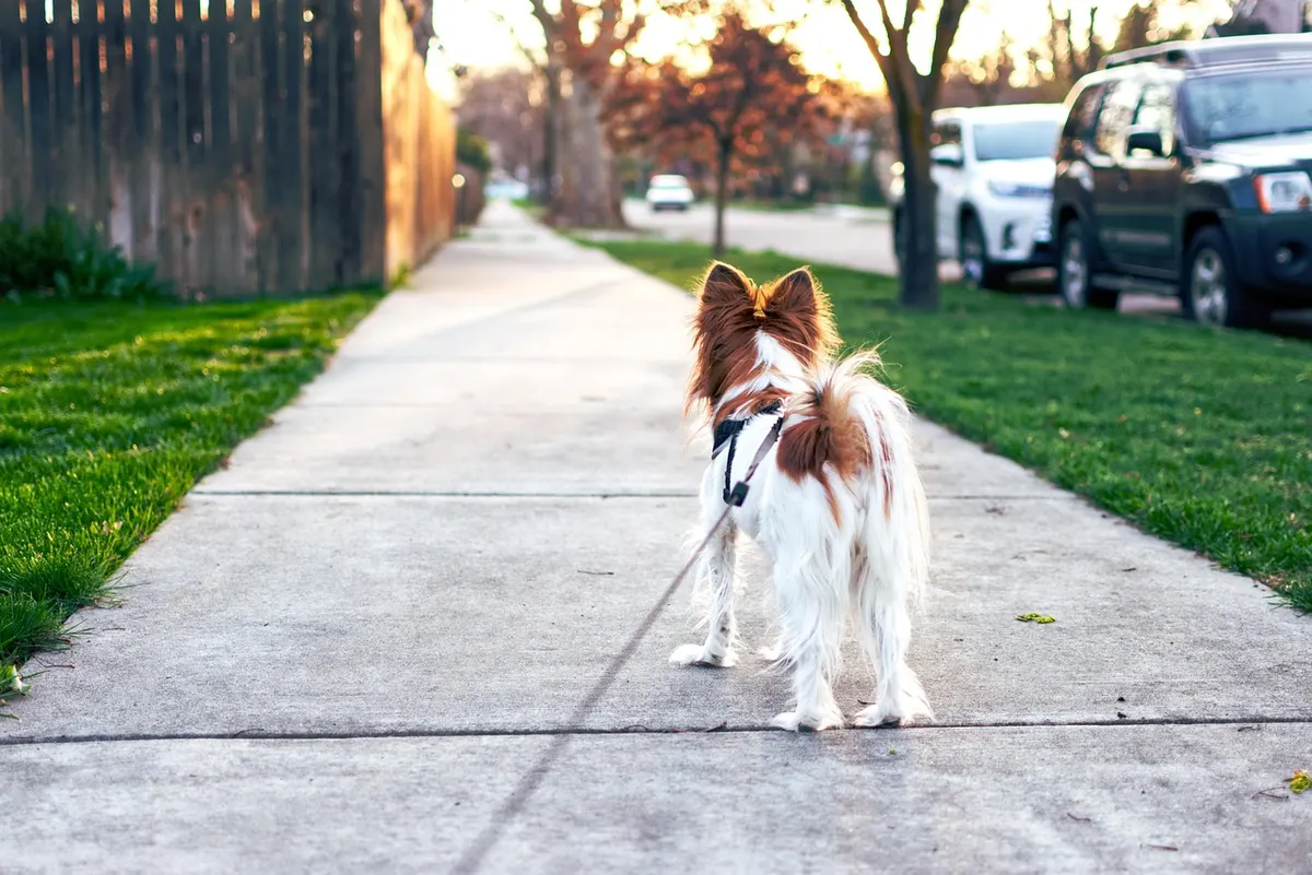 Wat zijn de eigenschappen van een Papillon-hond?